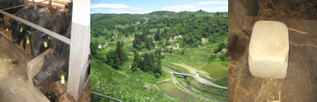 �R�Îu�� �R�Îu�̔������I�c ���̉����⋋�p����