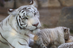 東武動物公園