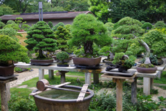 OMIYA BONSAI VILLAGE 