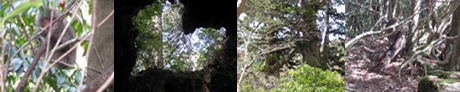 屋久島八万寿茶園