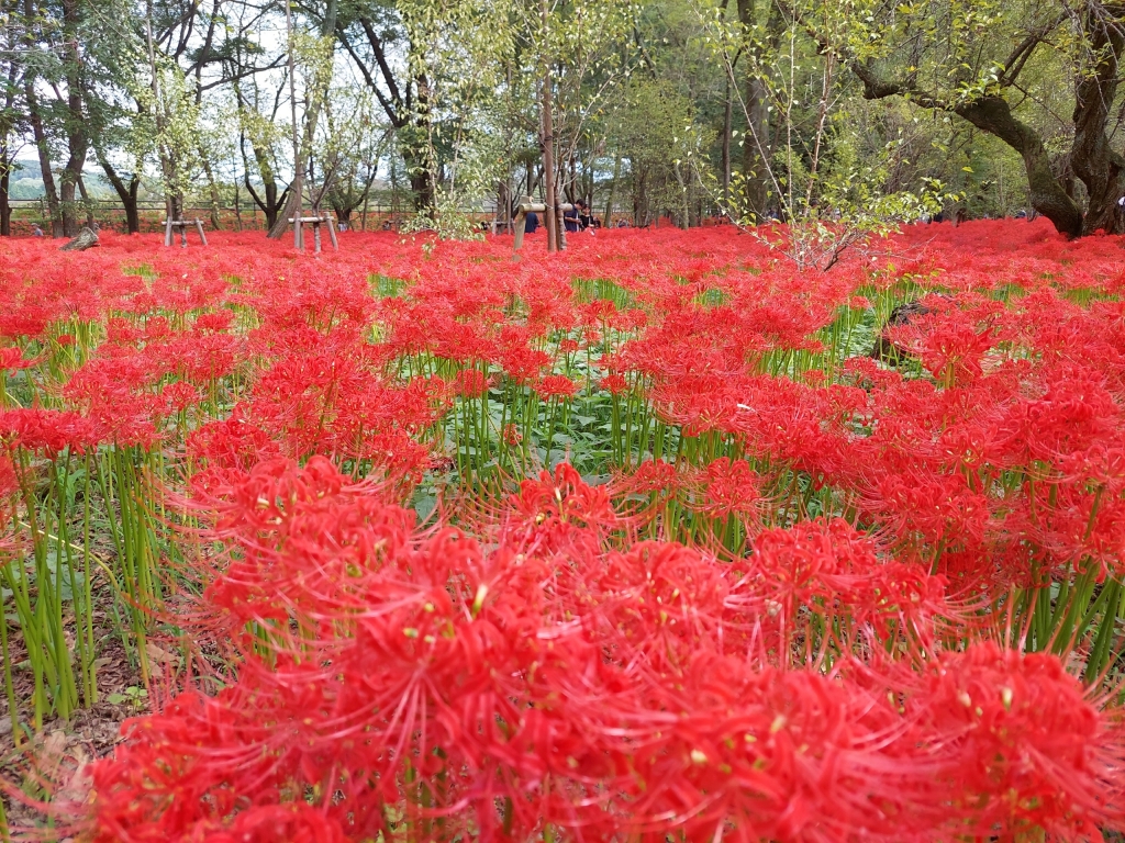 巾着田曼殊沙華まつりに行ってきました！ヒガンバナが見頃