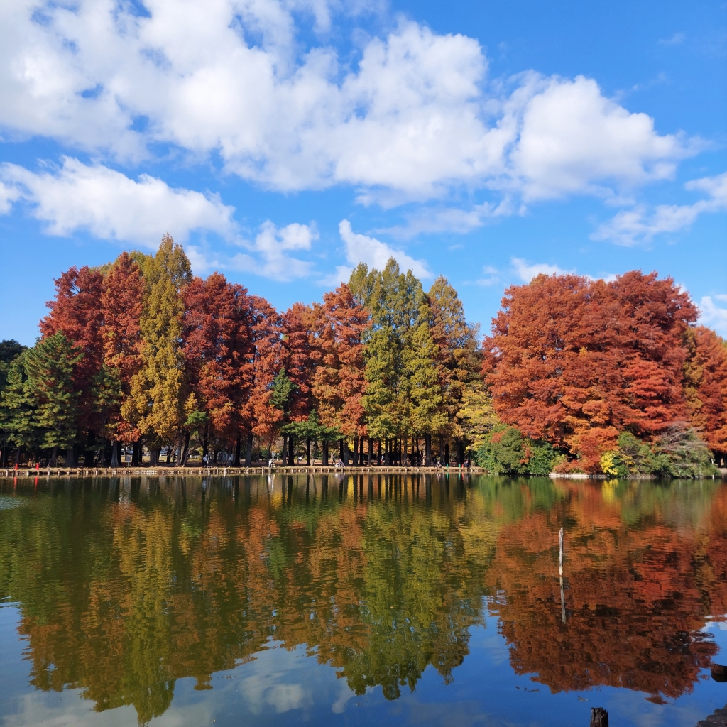 別所沼公園の紅葉 メタセコイヤ並木