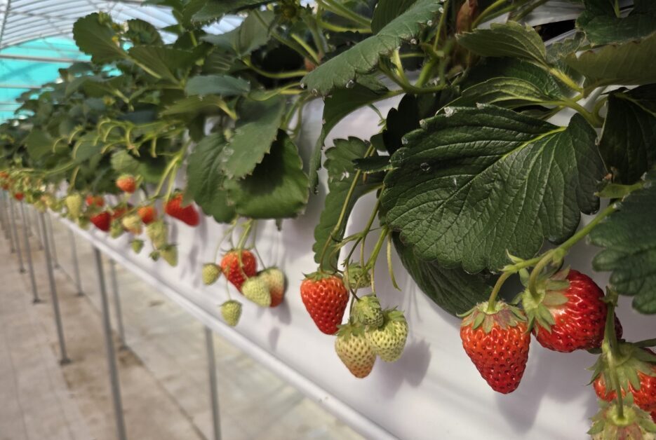 駅近！いちご狩りに行ってきた