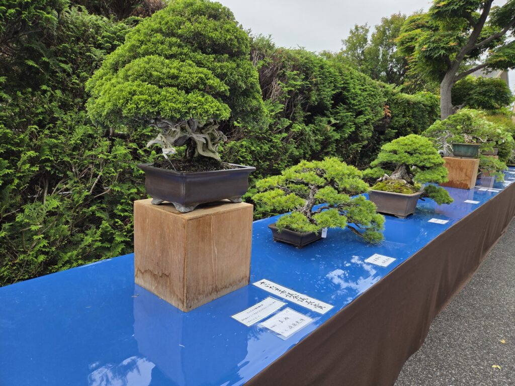 ゴールデンウィークは大宮盆栽ウィーク